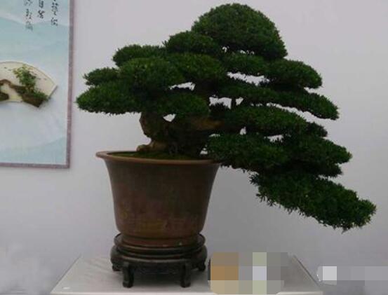 羅漢松盆景怎么摘心，修剪頂部的生長點(diǎn)(樹梢枝為10厘米最佳)