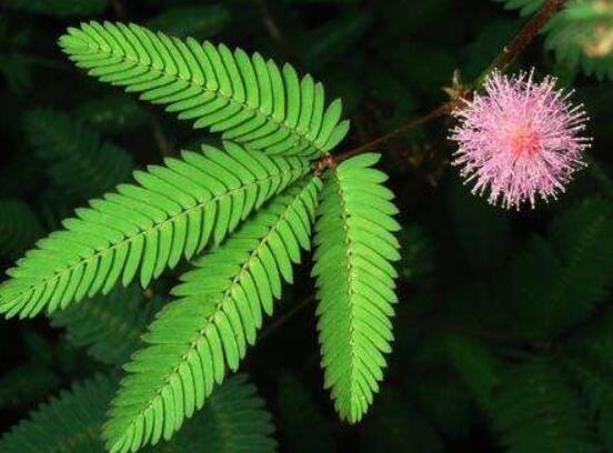 含羞草有什么功能，趣味性十足、預(yù)測(cè)天氣、凈化空氣