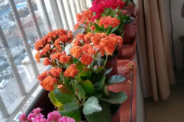 長(zhǎng)壽花夏季怎么管理