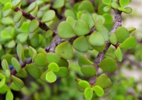 燕子掌怎么養(yǎng)長(zhǎng)得更快，做好五個(gè)要點(diǎn)盆盆爆滿