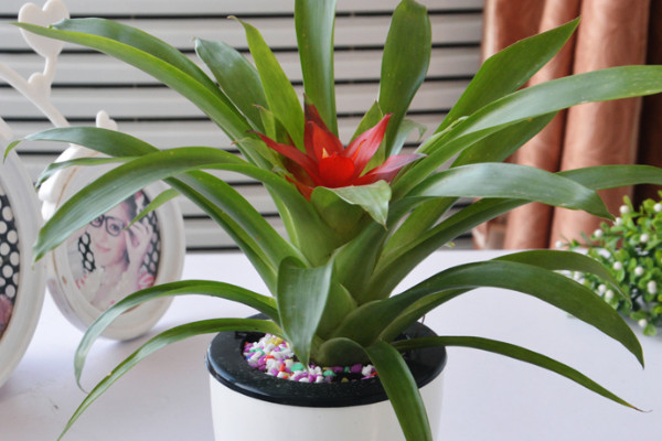 鴻運當(dāng)頭花水養(yǎng)好還是土養(yǎng)好