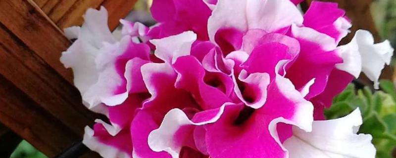 重瓣?duì)颗；ㄊ裁磿r(shí)候扦插好