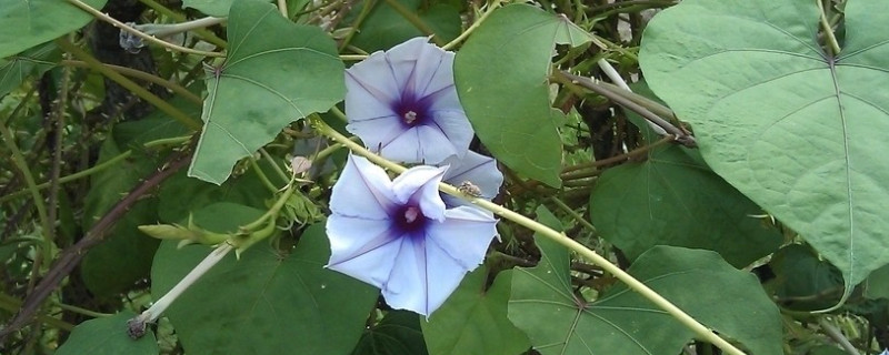 牽牛花結(jié)果后葉子黃了枯萎了