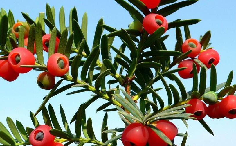 紅豆杉的修剪方法圖，注意抹芽、摘心、短截的區(qū)別