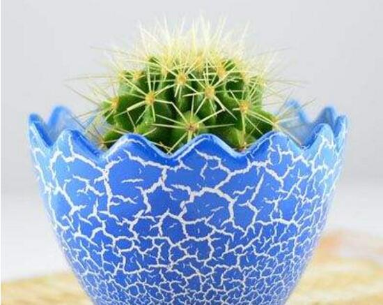 仙人球能治什么病，仙人球的作用與功效