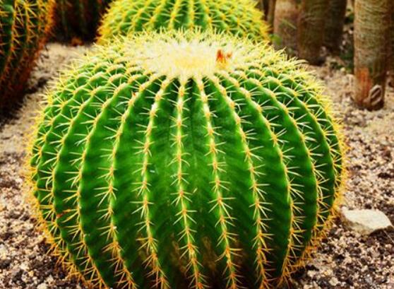 仙人球的擺放風(fēng)水，陽(yáng)臺(tái)、玄關(guān)、書(shū)房為風(fēng)水最好