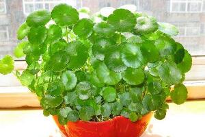 銅錢草怎么養(yǎng)比較茂盛，銅錢草的養(yǎng)殖方法