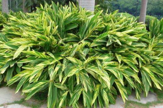 萬年青植物有幾種，盤點(diǎn)最令人欣賞的十大品種