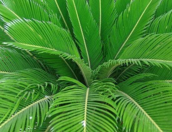 鐵樹葉片彎曲變形的原因和解決方法，教你三種最直觀有效措施