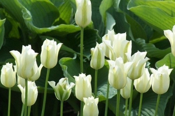 郁金香能在家里養(yǎng)嗎