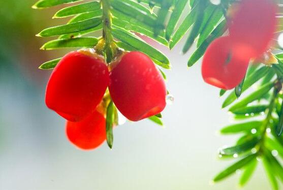 水杉與紅豆杉的區(qū)別，教你三種區(qū)別方法(葉子/果子/習(xí)性)