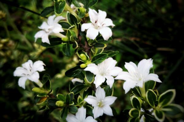 六月雪用什么盆好，青釉最好、紫砂備選