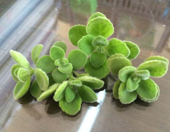 碰碰香怎么扦插，春夏秋季均可/以最基部枝條為主