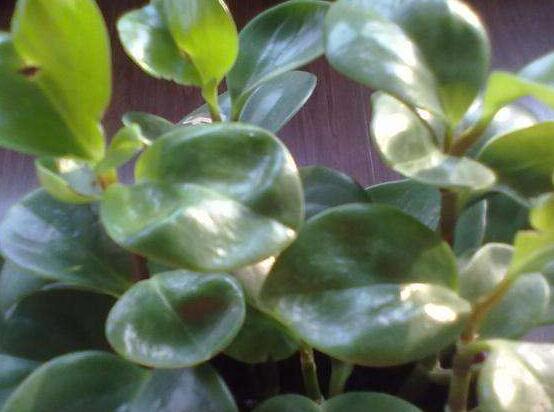 青葉碧玉怎么養(yǎng)，掌握八大核心保證你家的碧玉爆盆綠油油