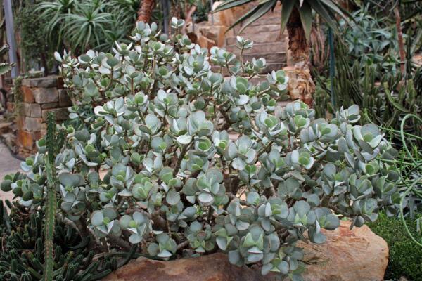 玉樹圖片，特征、習性、價值以及風水作用