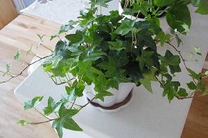 常春藤怎么養(yǎng)長得快，常春藤的養(yǎng)殖方法