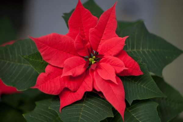 一品紅的養(yǎng)殖方法和注意事項(xiàng)，用混合營(yíng)養(yǎng)土栽植