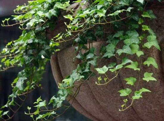 小葉常春藤的養(yǎng)殖方法，教你八個(gè)簡(jiǎn)單易學(xué)基本方法