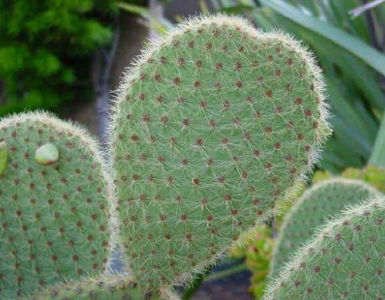 仙人掌的藥用價值，盤點仙人掌八大藥用療效