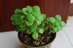 北方怎么養(yǎng)殖碰碰香，必須要做好以下5點