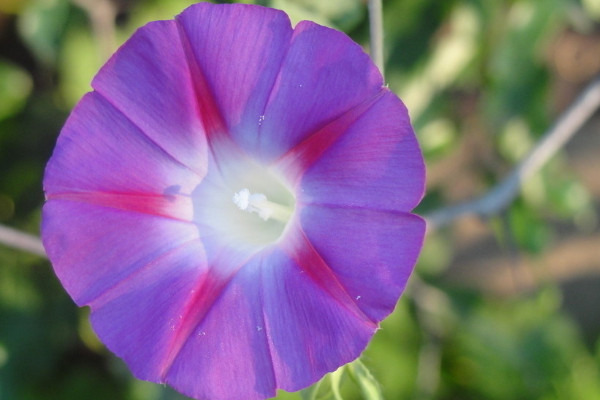 牽?；芑疃嗑? src="/nongchan/d/file/20201223/oyy50cbwdfr.jpg" / data-Yxu6="Q20xzf"></p>
<p data-P8p0="rqVJ6G">
	牽牛花的生命力比較頑強(qiáng)，所以正常情況下都可以活2年以上，如果環(huán)境適宜，還可以活4-5年。相反，如果環(huán)境惡劣，牽?；赡軒讉€(gè)月就死了，所以在人工養(yǎng)殖的時(shí)候一定要做好養(yǎng)護(hù)措施，盡量讓它活的更久。</p>
<p data-gDBL="AvIDoq">
	<strong data-H9SF="fp5K9t">2、控制溫度</strong></p>
<p data-ia1n="WJeQLt">
	<img alt=