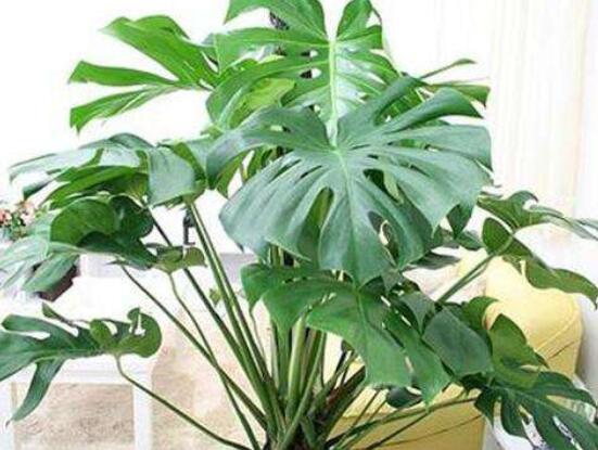 龜背竹的修剪方法圖解，主要以整株、枝頂、整修修剪為主