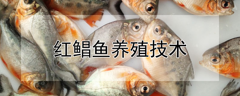 紅鯧魚養(yǎng)殖技術(shù)