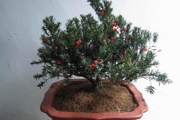 室內(nèi)養(yǎng)殖紅豆杉的方法，家庭養(yǎng)殖紅豆杉的五個要點(diǎn)