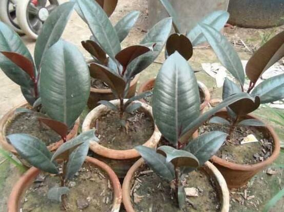 橡皮樹(shù)喜歡什么肥料，氮肥為主、磷鉀肥為輔