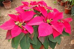 一品紅在室內(nèi)養(yǎng)好不好，不適合放在室內(nèi)（帶有毒性）