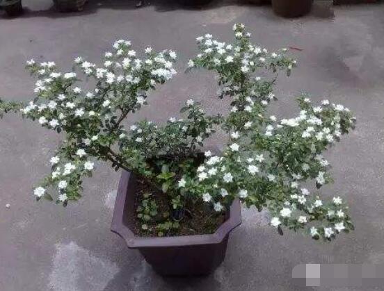 怎樣養(yǎng)好六月雪，盆土是關(guān)鍵/做好澆水施肥