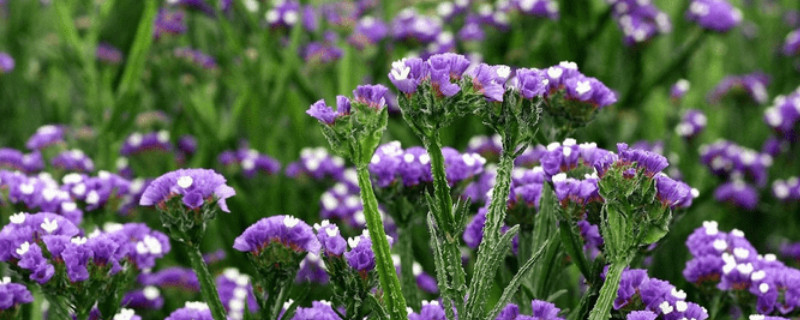 勿忘我冬天在北方能過(guò)冬嗎