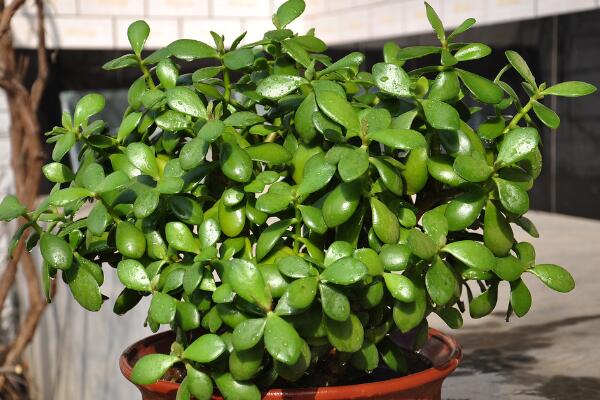 燕子掌放在客廳里養(yǎng)殖好嗎，可有效的改善室內(nèi)環(huán)境