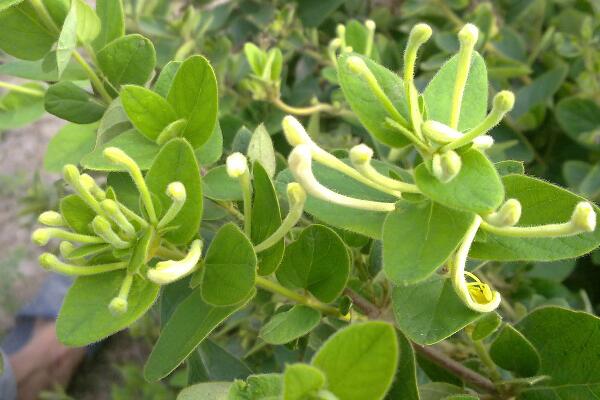 金銀花冬季如何修剪，小寒到立春之間進(jìn)行修剪