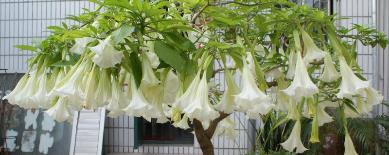 曼陀羅結(jié)寓意