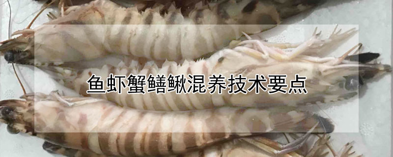 魚蝦蟹鱔鰍混養(yǎng)技術(shù)要點(diǎn)