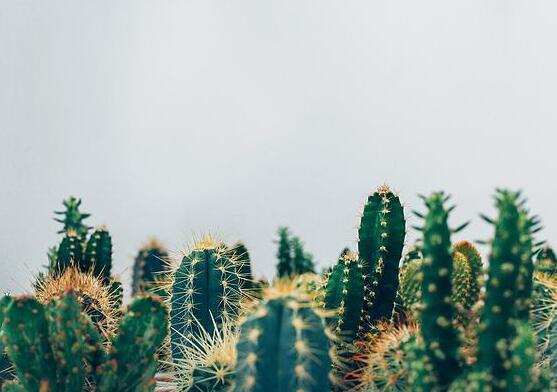 仙人掌怎么澆水和施肥，教你三個(gè)步驟便可生長枝葉翠綠