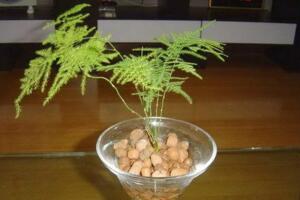 文竹泡水里能長根嗎，能長根但需要營養(yǎng)液等輔助