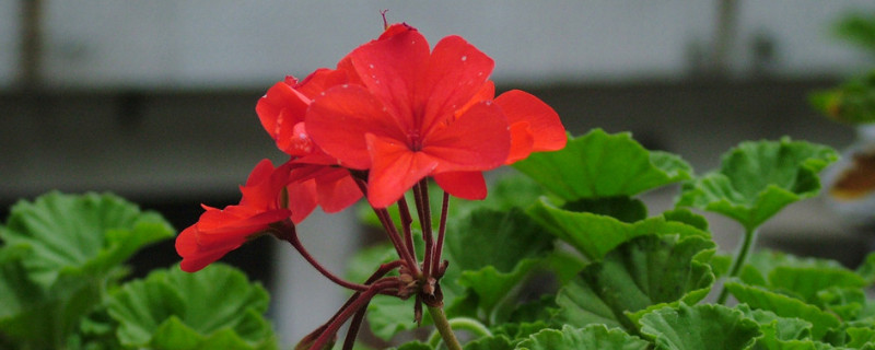 天竺葵枝干癟了怎么辦