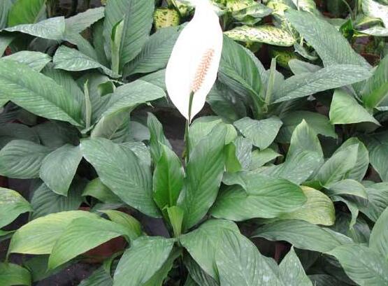 一帆風(fēng)順花蔫了怎么辦，教你四種解決辦法(花大色艷)