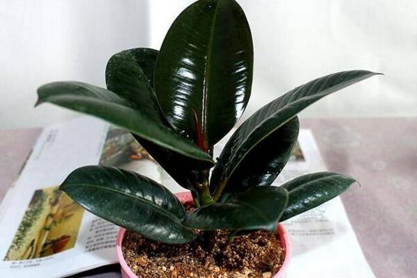 橡皮樹怎么養(yǎng)才長的好，讓橡皮樹越長越好的5大技巧