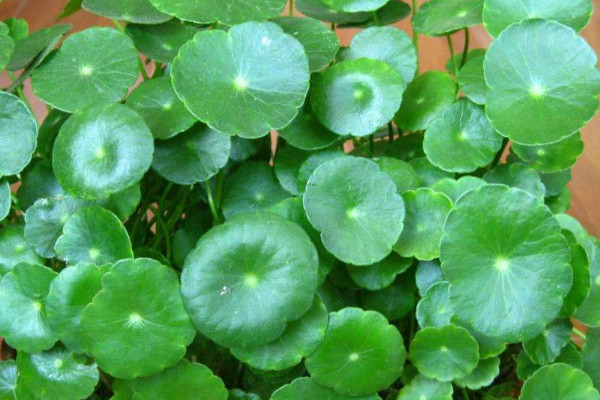 銅錢草葉子發(fā)黃怎么辦