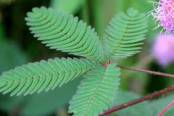 含羞草春天會發(fā)芽嗎