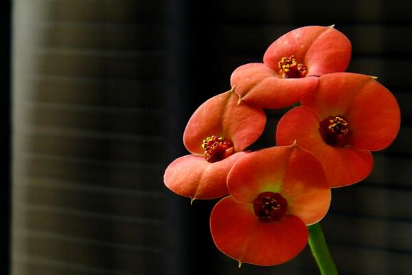 虎刺梅什么時(shí)候開花，只要養(yǎng)護(hù)得當(dāng)一年四季都能開花