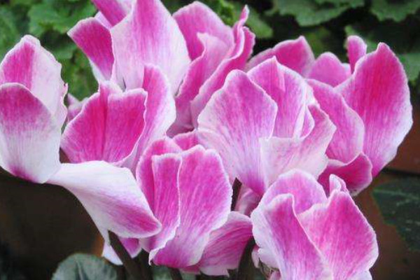 仙客來冬天怎么養(yǎng)