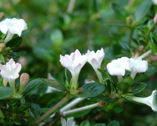 六月雪養(yǎng)殖技術(shù)，老農(nóng)總結(jié)六點必要養(yǎng)護方法(枝葉翠綠)