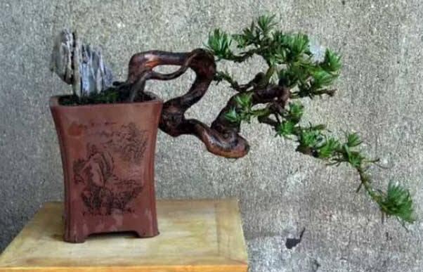 小葉羅漢松怎么養(yǎng)，掌握最佳的養(yǎng)殖方法最重要