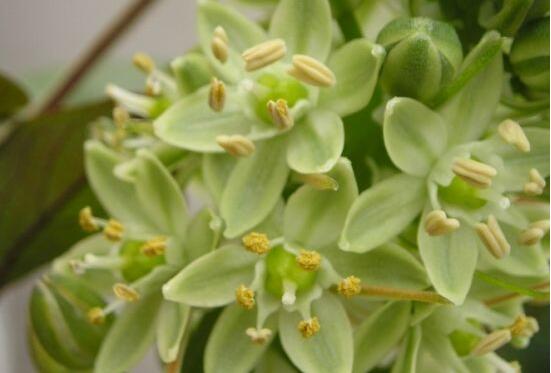 萬年青樹的種類，好看的六種萬年青圖片欣賞