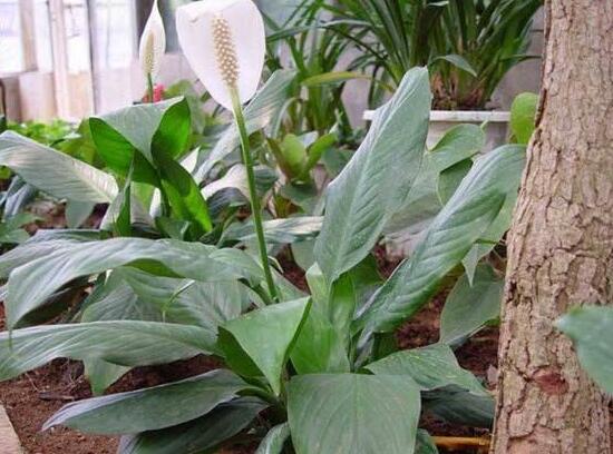 一帆風(fēng)順澆什么水好，澆淘米水、池塘水使枝葉青翠碧綠