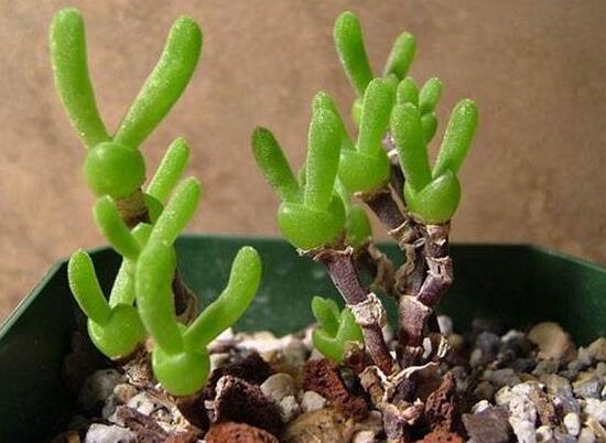 多肉碧光環(huán)種子種植，老農(nóng)總結(jié)最簡單易學六點基本步驟